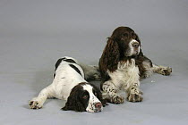 Domestic dog, English Springer Spaniel with puppy lying down
