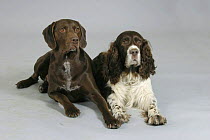 Domestic dogs, German Shorthaired Pointer and English Springer Spaniel lying down
