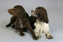 Domestic dogs, German Shorthaired Pointer and English Springer Spaniel looking in the same direction, lying down