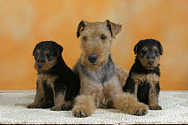 Domestic dogs, Welsh Terrier with two puppies