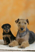 Domestic dog, Welsh Terrier with puppy