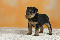 Domestic dog, Welsh Terrier puppy