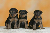 Domestic dogs, three Welsh Terrier puppies sitting in a line