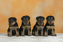 Domestic dogs, four Welsh Terrier puppies sitting in line