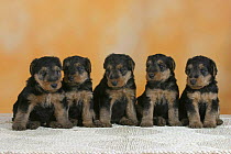 Domestic dogs, five Welsh Terrier puppies sitting in line