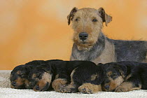 Domestic dogs, Welsh Terrier with three sleeping puppies