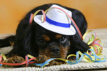 Domestic dog, Cavalier King Charles Spaniel (black and tan variation) wearing hat and covered with party streamer.