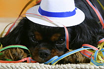 Domestic dog, close up of Cavalier King Charles Spaniel (black and tan variation) wearing hat and covered with party streamer.
