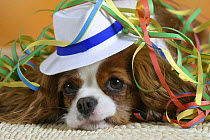 Domestic dog, Cavalier King Charles Spaniel (Blenheim variation) wearing hat and covered with party streamer.