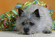 Domestic dog, Cairn Terrier with streamer