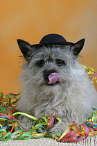 Domestic dog, Cairn Terrier licking its nose and wearing hat and streamer