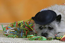 Domestic dog, Cairn Terrier lying in party streamers and wearing a hat