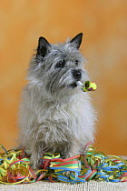 Domestic dog, Cairn Terrier with party flute and streamer