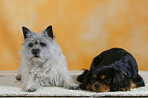 Domestic dogs, Cairn Terrier and Cavalier King Charles Spaniel