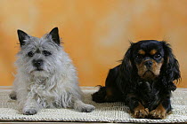 Domestic dogs, Cairn Terrier and Cavalier King Charles Spaniel