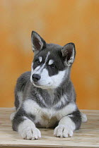 Domestic dog, blue Alaskan Malamute puppy, 3 months old