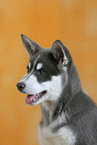 Domestic dog, blue, Alaskan Malamute puppy, 3 months old