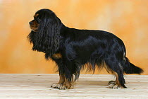 Domestic dog, Cavalier King Charles Spaniel (black and tan variation) standing in show stack / pose