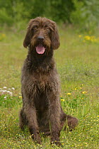 Domestic dog, liver German Wire-haired Pointer panting