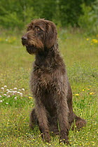 Domestic dog, liver German Wire-haired Pointer looking to one side