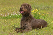 Domestic dog, liver German Wire-haired Pointer lying in grass