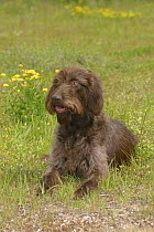 Domestic dog, liver German Wire-haired Pointer lying in grass