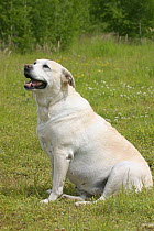 Domestic dog, overweight Labrador Retriever sitting on grass
