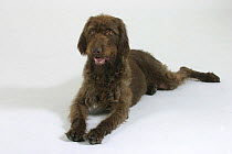 Domestic dog, liver German Wire-haired Pointer