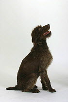 Domestic dog, German Wire-haired Pointer looking up