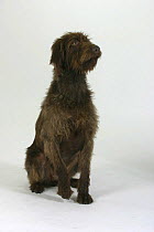 Domestic dog, German Wire-haired Pointer lifting paw