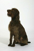 Domestic dog, German Wire-haired Pointer looking up