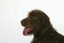 Domestic dog, German Wire-haired Pointer