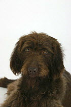 Domestic dog, German Wire-haired Pointer