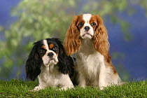 Domestic dogs, Cavalier King Charles Spaniels(Blenheim and tricolor)