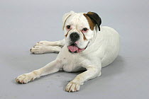 Domestic dog, white German Boxer portrait