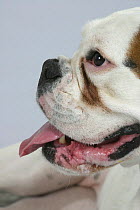 Domestic dog, close up of white German Boxer