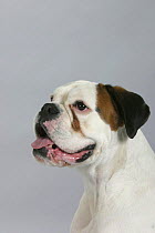 Domestic dog, white German Boxer portrait