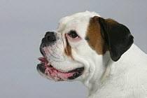 Domestic dog, white German Boxer profile