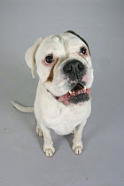 Domestic dog, white German Boxer sitting and  looking up