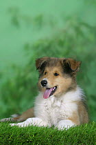 Domestic dog, Rough Collie puppy, 10 weeks old