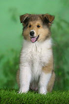 Domestic dog, Rough Collie puppy, 10 weeks old