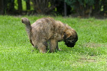 Domestic dog, 7 week-old Pyrenean Shepherd / Berger des Pyrenees puppy defecating on grass