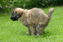 Domestic dog, 7 week-old Pyrenean Shepherd / Berger des Pyrenees puppy defecating on grass