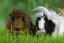 Abyssinian and Peruvian Guinea Pig