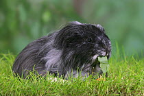 Sheltie Guinea Pig eating leaf