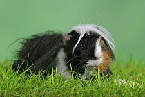 Peruvian Guinea Pig