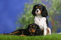 Domestic dog, two Cavalier King Charles Spaniels (black and tan and tricolor)
