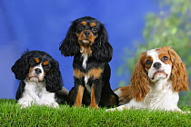 Domestic dog, three Cavalier King Charles Spaniels (black and tan, tricolor and Blenheim)