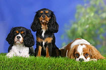 Domestic dog, three Cavalier King Charles Spaniels (black and tan, tricolor and Blenheim)