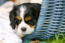 Domestic dog, Cavalier King Charles Spaniel puppy (tricolor) in basket, 8 weeks old